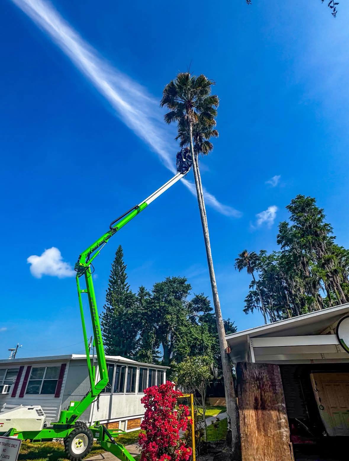 Tree Removal & Care