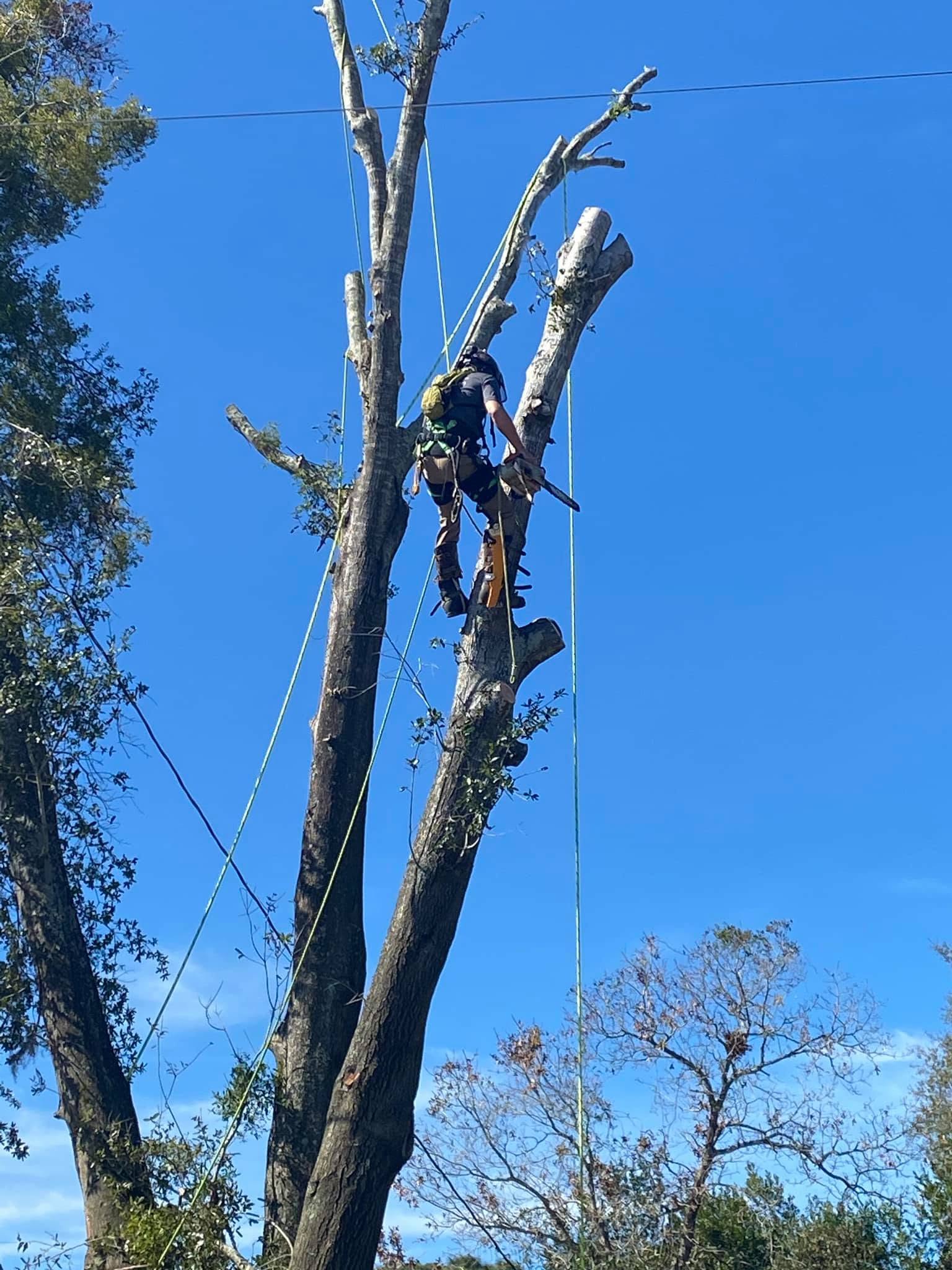 Arborist rigging and dismantling a tall dead tree with ropes against a blue sky
